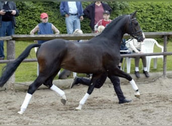 Trakehner, Stallone, 25 Anni, 166 cm, Baio scuro