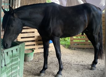 Pura Raza Árabe, Semental, 3 años, 153 cm, Negro