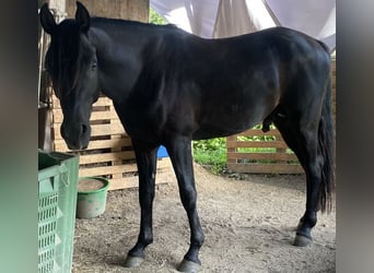 Volbloed Arabier, Hengst, 3 Jaar, 153 cm, Zwart
