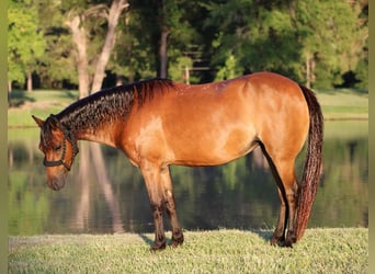 Shetland, Castrone, 10 Anni, 117 cm, Baio ciliegia