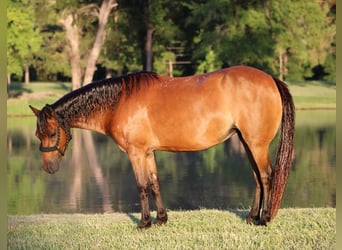 Shetland, Castrone, 11 Anni, 117 cm, Baio ciliegia