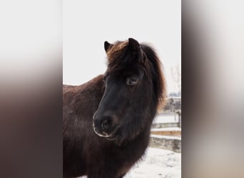 Shetland, Castrone, 11 Anni, 117 cm, Pezzato