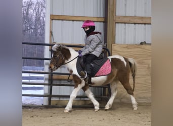 Shetland, Castrone, 12 Anni, 102 cm, Pezzato