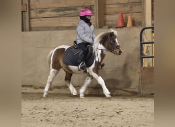 Shetland, Castrone, 12 Anni, 102 cm, Pezzato