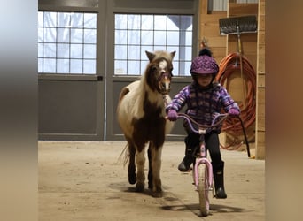 Shetland, Castrone, 12 Anni, 102 cm, Pezzato