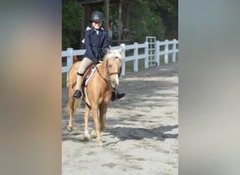 Shetland, Castrone, 12 Anni, 114 cm, Palomino