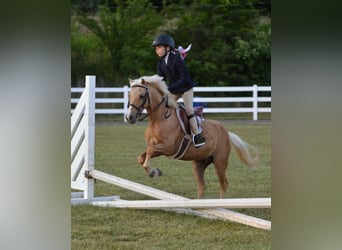 Shetland, Castrone, 12 Anni, 114 cm, Palomino