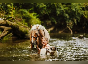 Shetland, Castrone, 12 Anni, 114 cm, Palomino