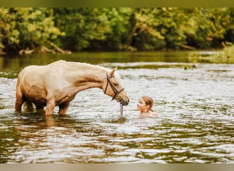 Shetland, Castrone, 12 Anni, 114 cm, Palomino