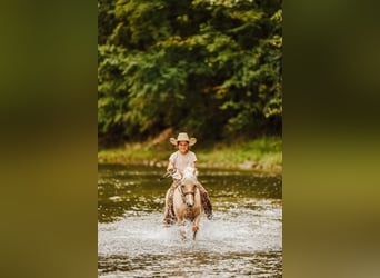 Shetland, Castrone, 12 Anni, 114 cm, Palomino