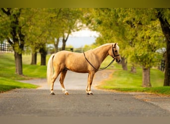 Shetland, Castrone, 12 Anni, 114 cm, Palomino