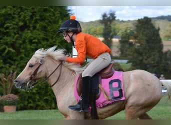 Shetland, Castrone, 12 Anni, 114 cm, Palomino