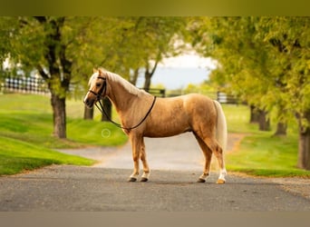 Shetland, Castrone, 12 Anni, 114 cm, Palomino
