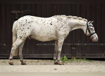 Shetland, Castrone, 12 Anni, 118 cm, Leopard