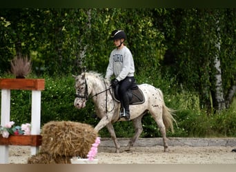 Shetland, Castrone, 12 Anni, 118 cm, Leopard