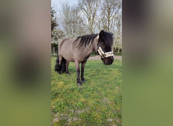 Shetland, Castrone, 12 Anni, 93 cm, Morello