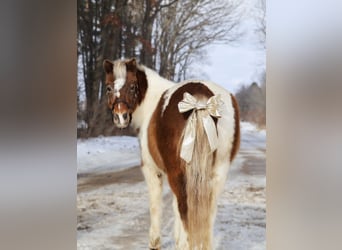 Shetland, Castrone, 13 Anni, 102 cm, Pezzato