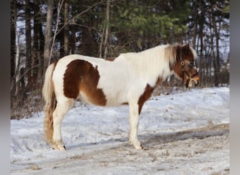 Shetland, Castrone, 13 Anni, 102 cm, Pezzato