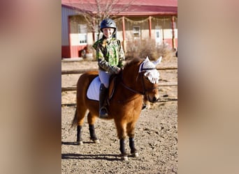 Shetland Mix, Castrone, 13 Anni, 109 cm, Baio ciliegia