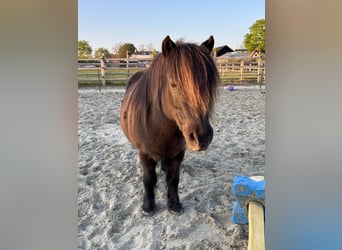 Shetland, Castrone, 15 Anni, 102 cm, Morello