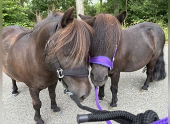 Shetland, Castrone, 15 Anni, 102 cm, Morello