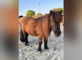 Shetland, Castrone, 15 Anni, 102 cm, Morello