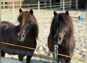 Shetland, Castrone, 15 Anni, 102 cm, Morello