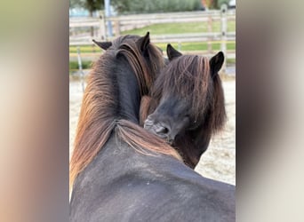 Shetland, Castrone, 15 Anni, 102 cm, Morello