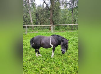 Shetland, Castrone, 15 Anni