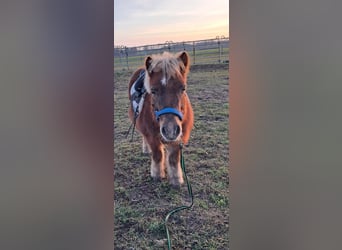 Shetland, Castrone, 16 Anni, 103 cm, Sauro scuro