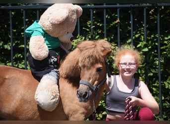 Shetland, Castrone, 16 Anni, Sauro