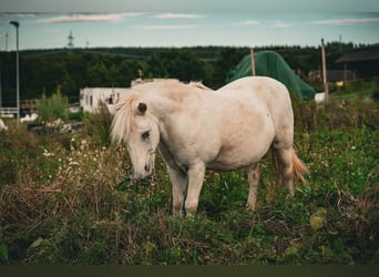 Shetland, Castrone, 17 Anni, 110 cm