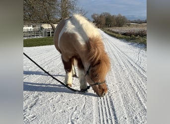 Shetland, Castrone, 17 Anni, 90 cm, Pezzato
