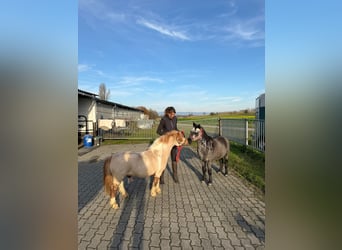 Shetland, Castrone, 17 Anni, 90 cm, Pezzato