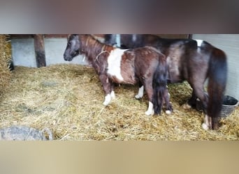 Shetland, Castrone, 1 Anno, 80 cm, Baio