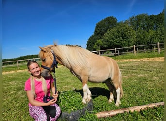 Shetland, Castrone, 2 Anni, 102 cm, Pezzato