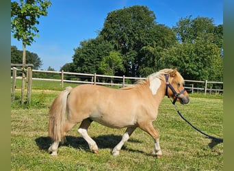 Shetland, Castrone, 2 Anni, 102 cm, Pezzato