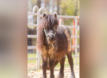 Shetland, Castrone, 3 Anni, 102 cm, Grigio ferro