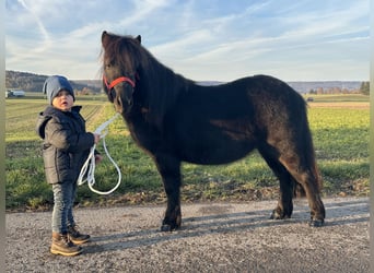 Shetland, Castrone, 3 Anni, 108 cm, Morello