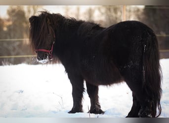 Shetland, Castrone, 3 Anni, 81 cm, Morello