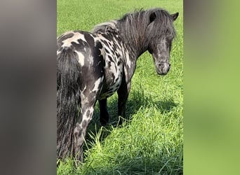 Shetland, Castrone, 3 Anni, 82 cm