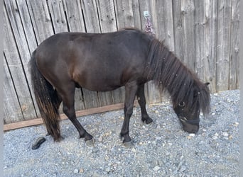 Shetland, Castrone, 4 Anni, 105 cm, Morello