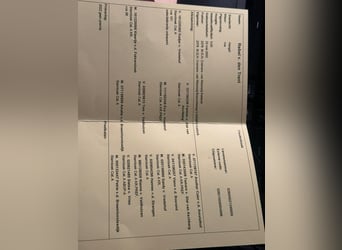 Shetland, Castrone, 4 Anni, 110 cm, Sauro