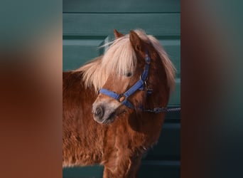 Shetland, Castrone, 4 Anni, 110 cm, Sauro