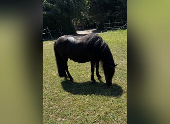 Shetland, Castrone, 4 Anni, 112 cm, Morello