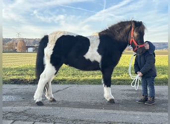 Shetland, Castrone, 4 Anni, 114 cm, Pezzato