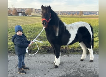 Shetland, Castrone, 4 Anni, 114 cm, Pezzato