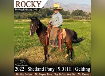 Shetland, Castrone, 4 Anni, 91 cm