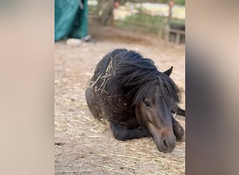 Shetland, Castrone, 4 Anni, 95 cm, Morello