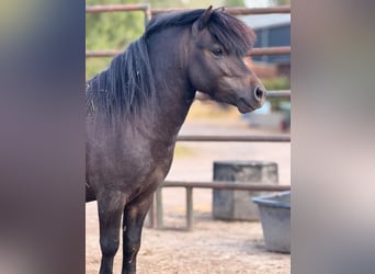 Shetland, Castrone, 4 Anni, 95 cm, Morello